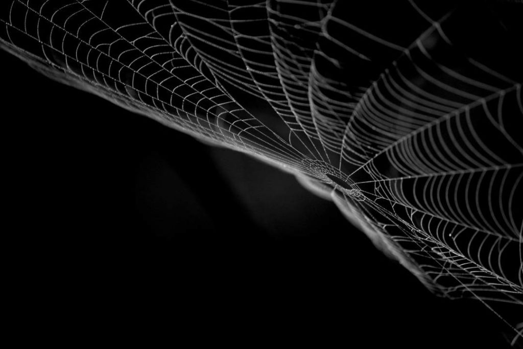 004_1080_cobweb-3860421 Leugens van een narcist